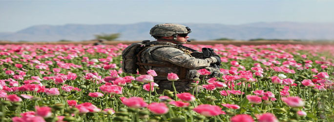 Since America Invasion of Afghanistan Poppy Cultivation Increased Ten Folds