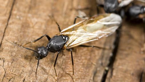 ¿Por qué hay hormigas aladas en otoño?