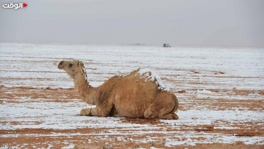 بالصور: ثلوج تغطي الصحراء السعودية للمرة الأولى منذ عشرات السنين