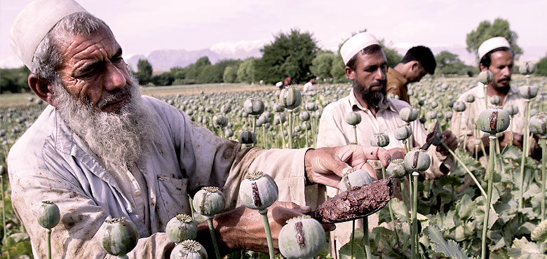 منذ متى أصبحت أفغانستان أكبر منتج للمخدرات في العالم؟