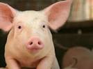 Cultivo de órganos humanos en cerdos, ¿realidad o ciencia ficción?