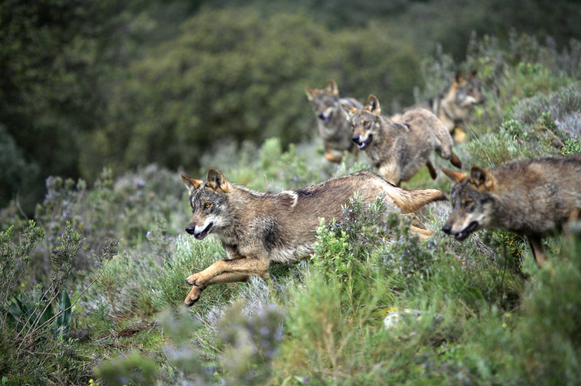 Por qué los lobos también saben mostrar clemencia