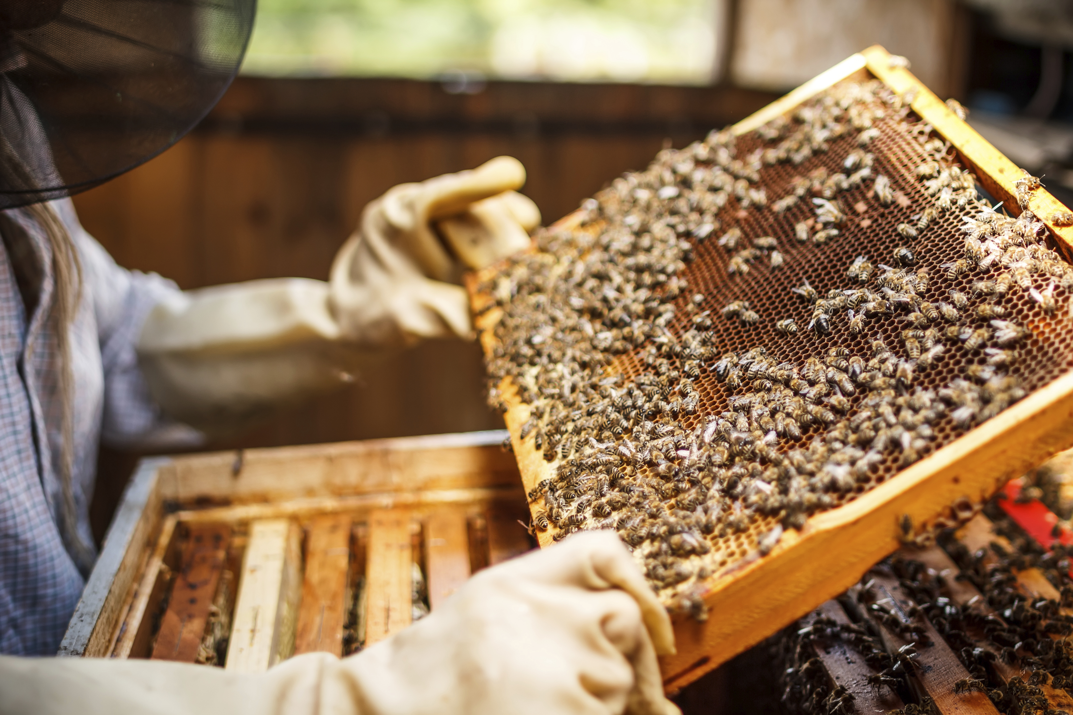 75% من عسل النحل تحتوي على مبيدات حشرية