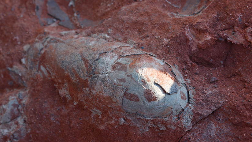 Descubren en China un “nido” de huevos de dinosaurio de 130 millones de años