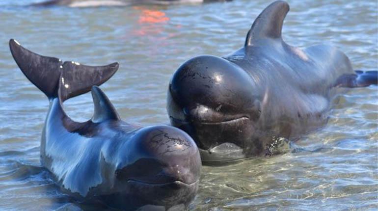 Centenares de ballenas encalladas logran regresar al mar en Nueva Zelanda