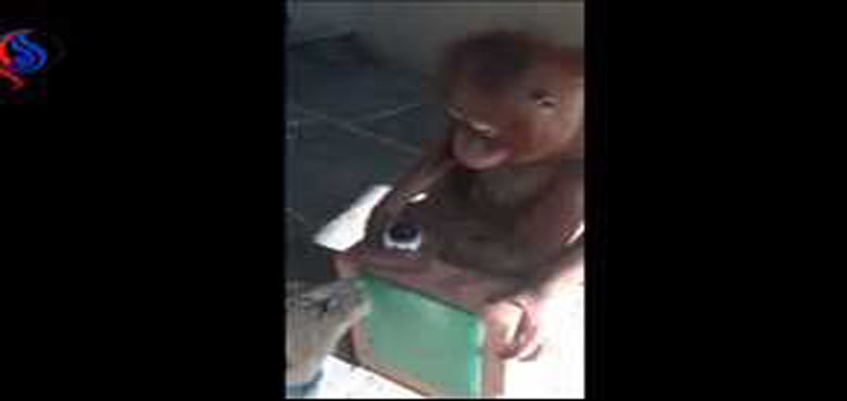 دنیا کا عجوبہ، شیر کے بچے کو دودھ پلاتا بندر