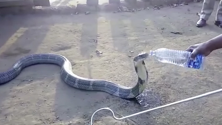 Una enorme cobra víctima de la sequía bebe mansamente de una botella de agua