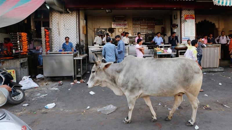 HRW Slams Brutal Attacks on Muslims in India by ‘Cow Protectors’