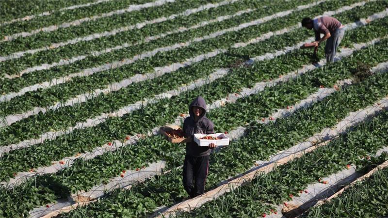 Israeli Regime Spraying Poison on Palestinian Farms: Report