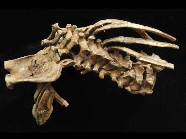 Un fósil de 3,3 millones de años revela los orígenes de la columna vertebral humana