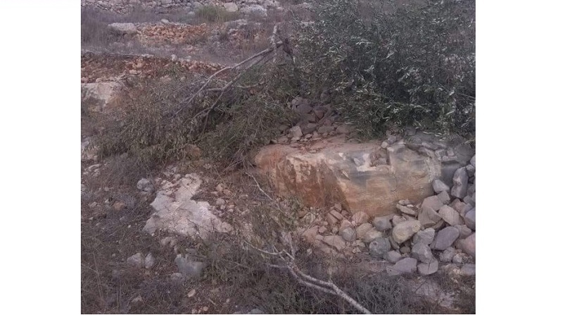 Extremist Israeli Settlers Uproot Palestinians’ Trees in W. Bank