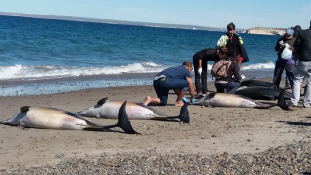 61 delfines quedaron varados en Puerto Madryn y 49 murieron