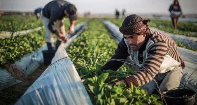 Israel rocía tierras agrícolas palestinas con herbicidas tóxicos