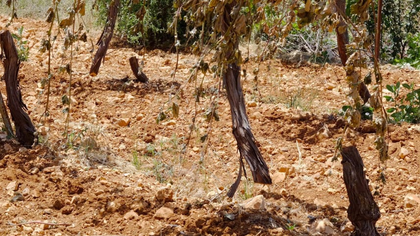 Israeli Settlers Destroy 700 Trees, Spray Racist Graffiti on Walls of Palestinian Orchard,