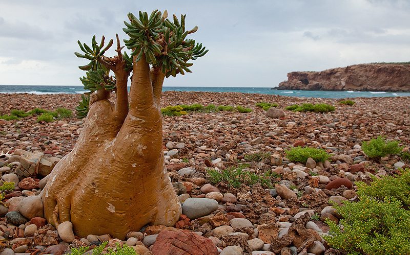 UAE’s Occupation of Yemen’s Socotra Island Widens Rifts with Saudi