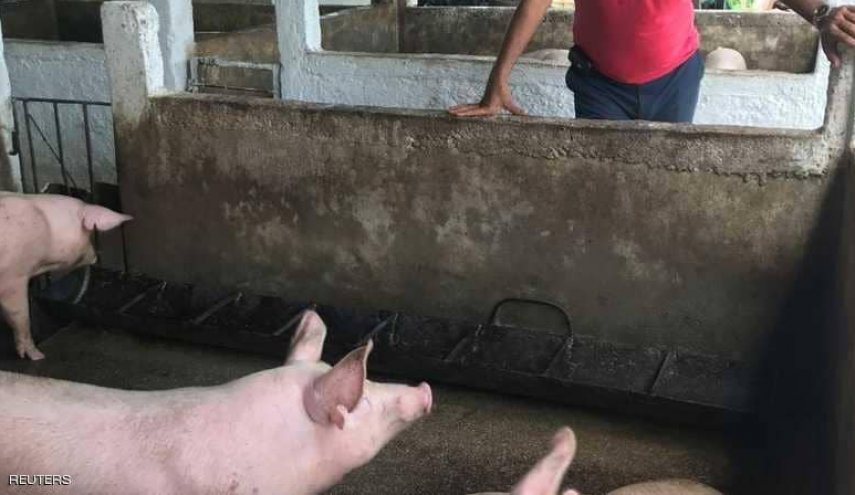 الصين تؤكّد تسجيل حالتي إصابة بحمى الخنازير الإفريقية في إقليمين