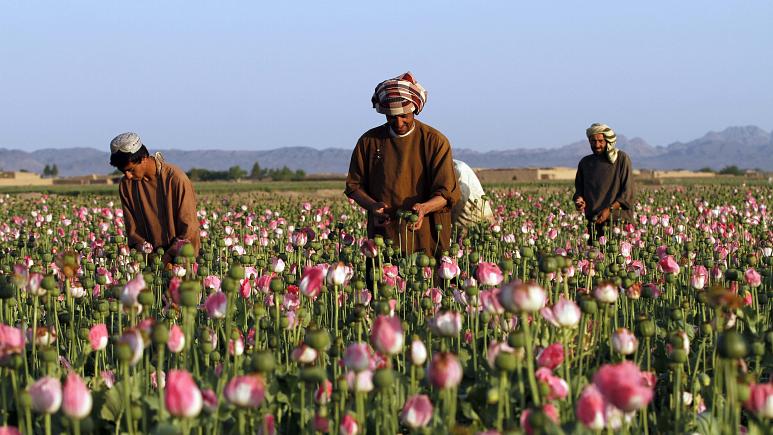 گرایش به کاشت تریاک در افغانستان بیشتر شده است