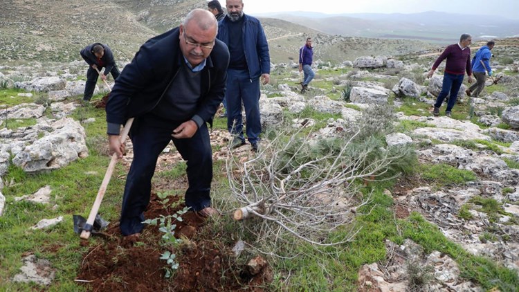 الفلسطينيون يعيدون زرع ما اقتلعه الصهاينة من أشجار في الضفة الغربية