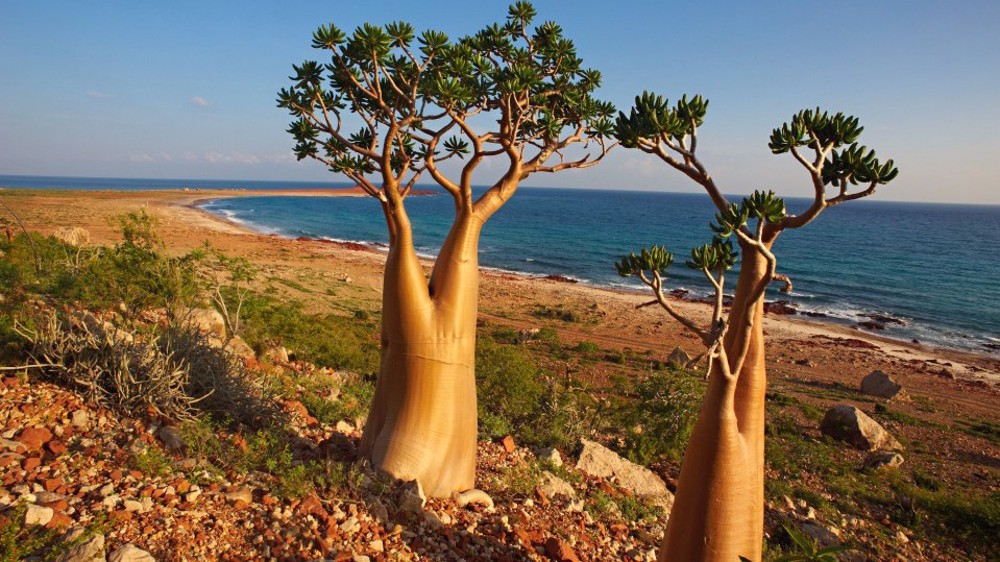 Yemen Criticizes UAE for Transferring Israeli Tourists to Socotra Island