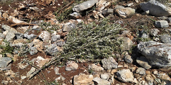 مستوطنون إسرائيليون يتلفون 140 غرسة زيتون جنوب بيت لحم