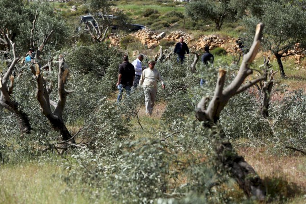 مستوطنون يقطعون 120 شجرة زيتون في ترمسعيا شمال شرق رام الله