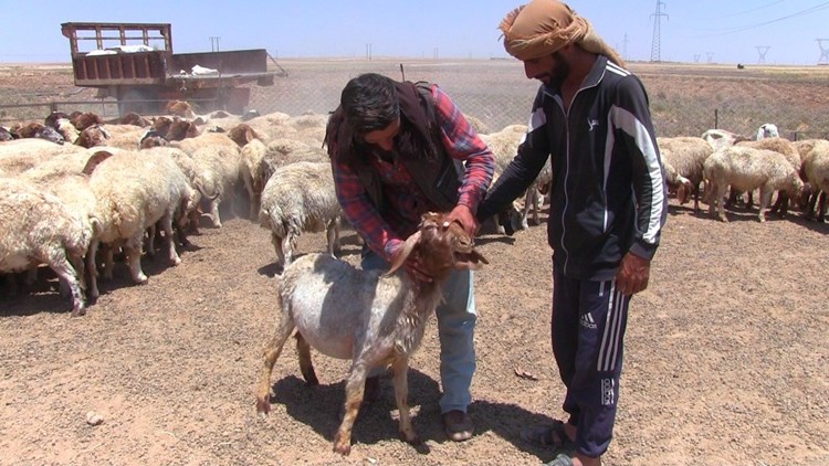 صعوبات تواجّهُ الثروة الحيوانية في الحسكة.. والثروة الحيوانية السورية في خطر