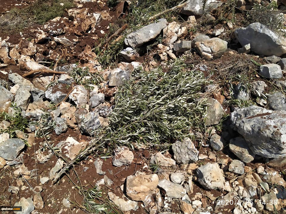 Zionists Uproot Palestinians’ Olive Saplings, Destroy Their Crops in West Bank