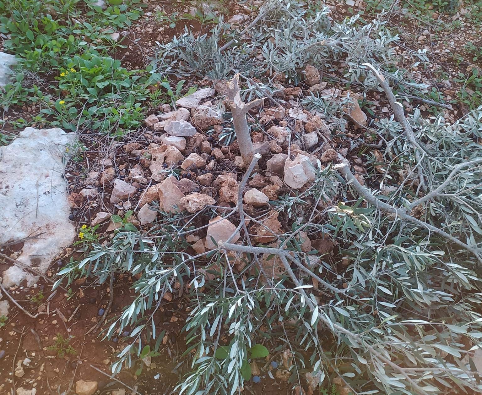 Illegal Israeli Settlers Uproot Olive Palestinian’s Saplings Near Bethlehem