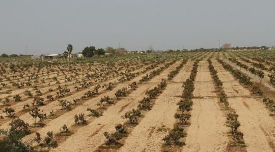 "الإحصاء": العدوان الاسرائيلي على قطاع غزة يدمر خُمس الأراضي الزراعية في القطاع