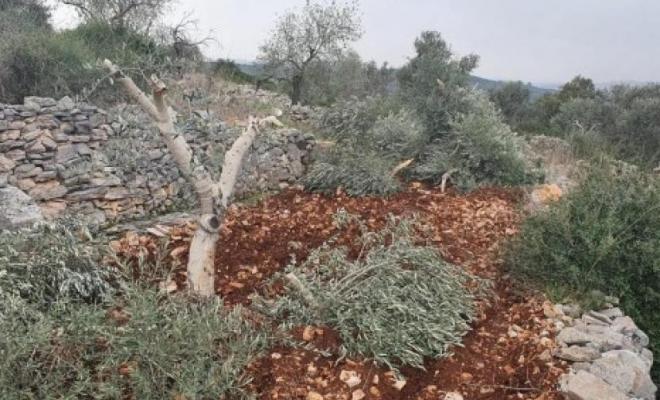Radical Israeli Settlers Chop down Dozens of Olive Trees Belonging to Palestinians