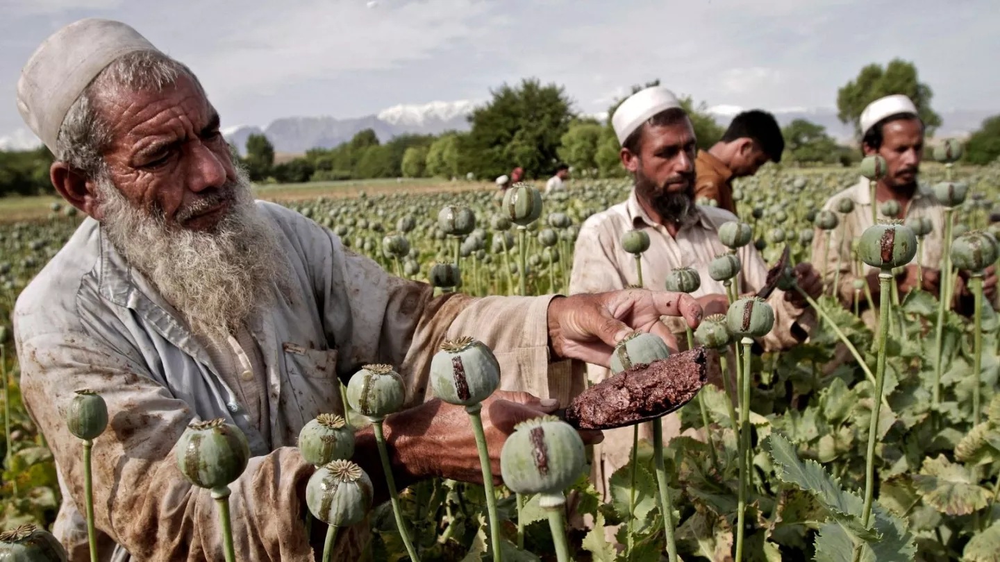 تمایل زیرپوستی افغانستانی‌ها به بازگشت به کشت تریاک