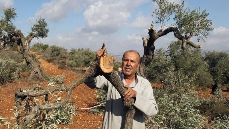 جنگ زیتون | ریشههای فلسطین زیر تیغ اشغال