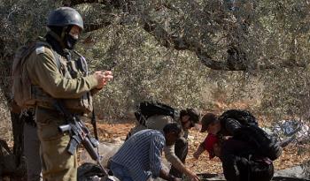 ارتفاع غير مسبوق في اعتداءات المستوطنين وسط تواطؤ أمني إسرائيلي