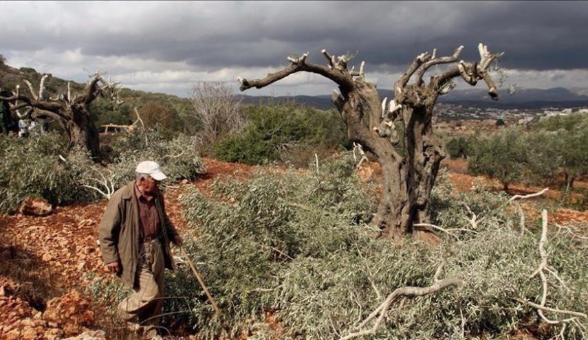 سلطات الاحتلال الصهيوني تستهدف البيئة الفلسطينية بقرار اقتلاع الأشجار