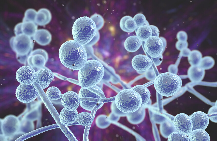 تحذير عاجل: فطر قاتل مقاوم للأدوية ينتشر في 61 دولة