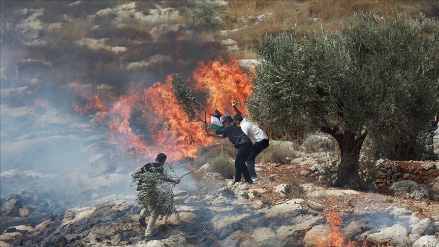 مستوطنون يسرقون أغنامًا ويدمرون أراضي زراعية بالضفة