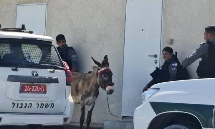 حين تُنقذ الحمير ويُترك البشر للموت.. إنسانية انتقائية تكشف تناقض الحرب على غزة