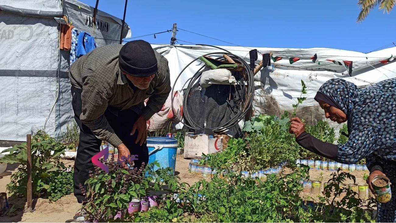 کشاورزی در دل چادرهای غزه