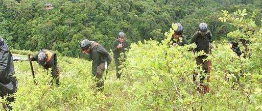 ONU: Bolivia redujo 11% su área de cultivos de coca en 2014