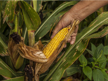 Alimentación y agricultura, dañadas por temperatura global