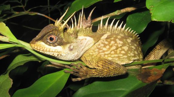 Los animales fantásticos se encuentran en el Mekong