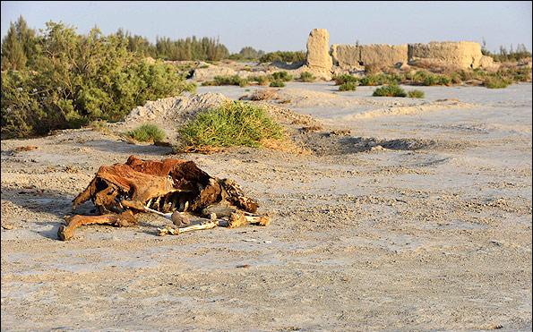 خبرهای خوشحال کننده رئیس جمهور افغانستان درباره دریاچه هامون