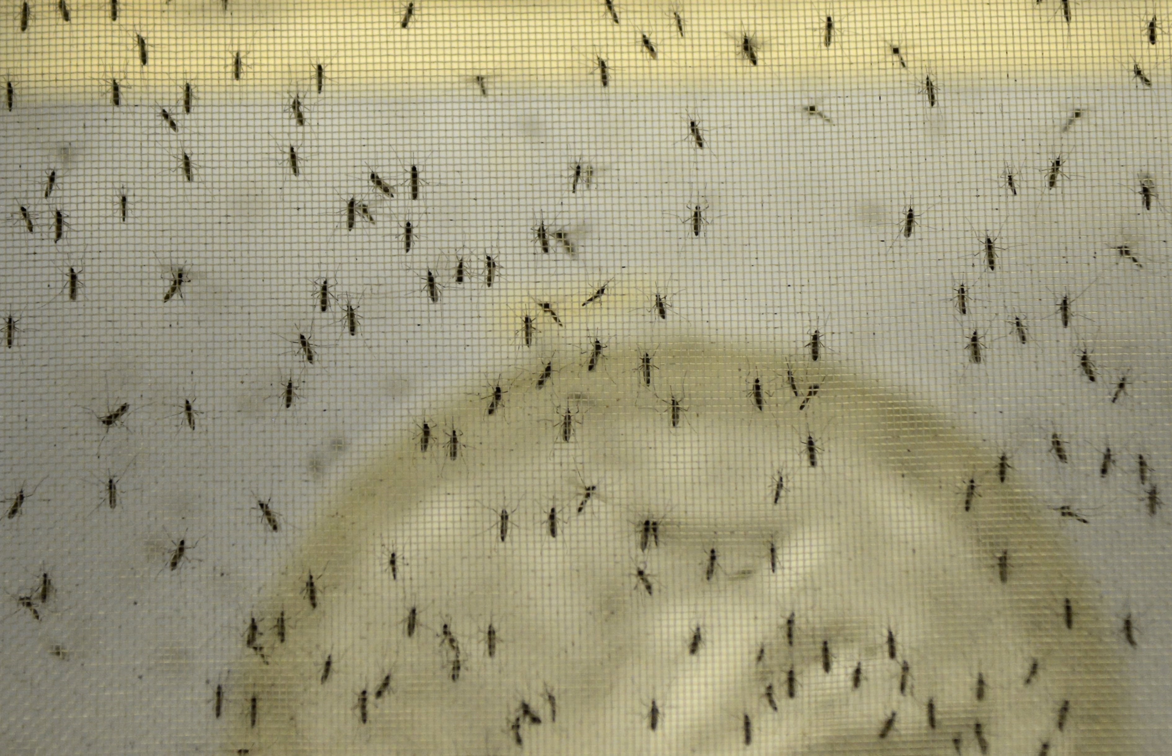 Brasil despliega 220 mil soldados para combatir al mosquito transmisor del zika