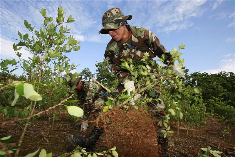 Bolivia inicia para este año, la tarea de erradicación de coca ilegal en Cochabamba