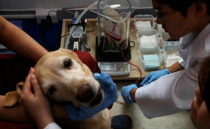 Taiwán abre el primer banco de sangre para perros