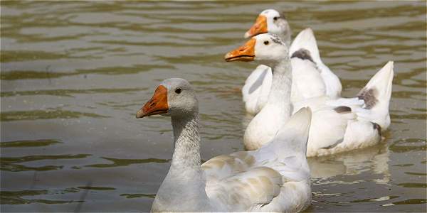 Los patitos tienen una inteligencia innata, según estudio