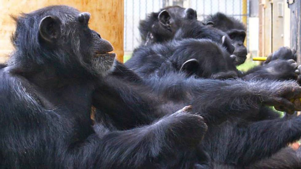 Los chimpancés cooperan como los humanos