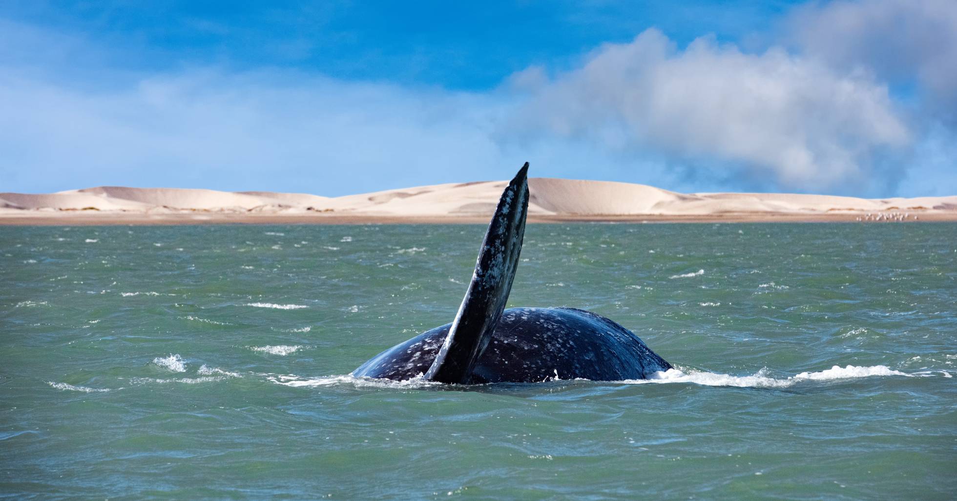 Los océanos se enfrentan a una extinción masiva sin precedentes