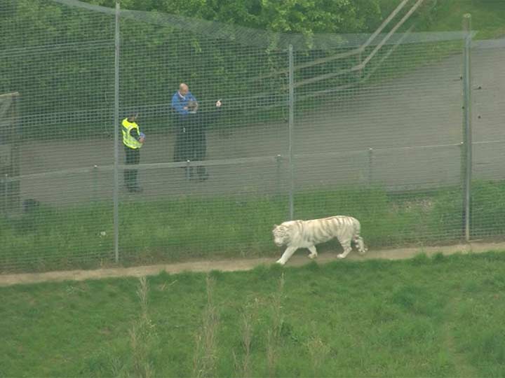 Reino Unido: Empleada de un zoológico muere en un "raro incidente" con un tigre