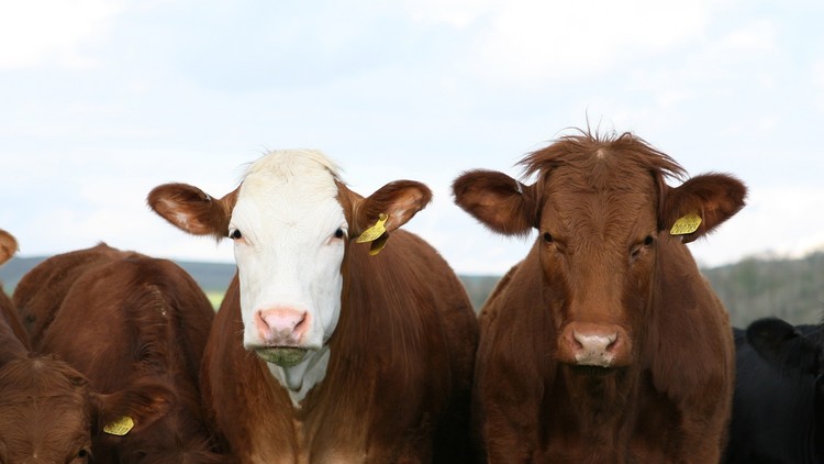 ¿Las vacas color café dan leche chocolatada? ¡Adivine cuantos estadounidenses creen que sí!